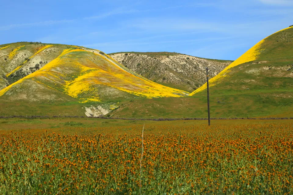 California Wildflowers